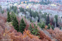 Black Forest